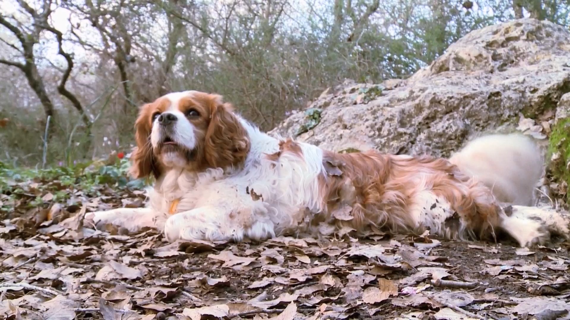 Two Dogs on the Woodland Trail