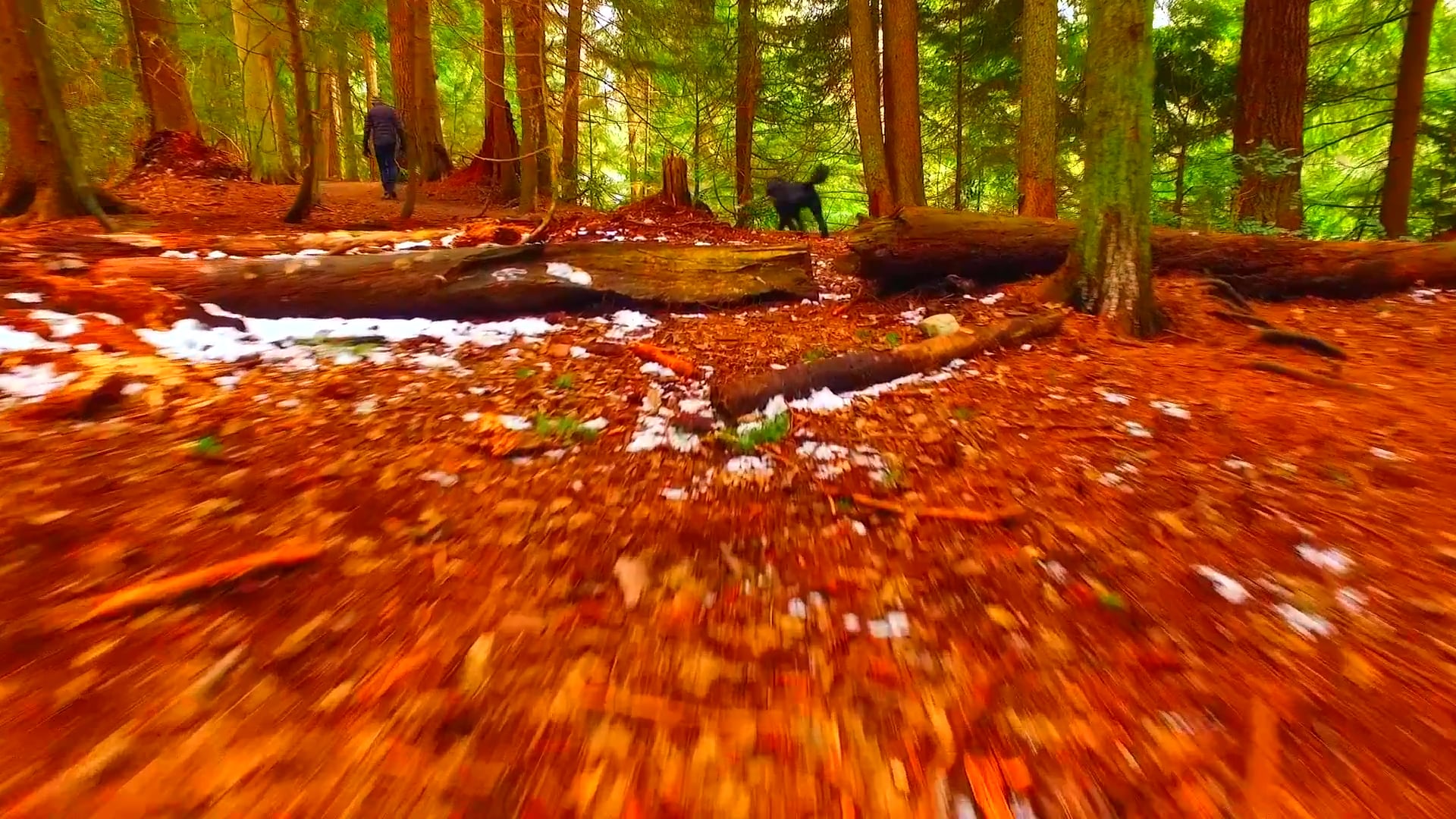 Walk Through a Forest of Red Leaves