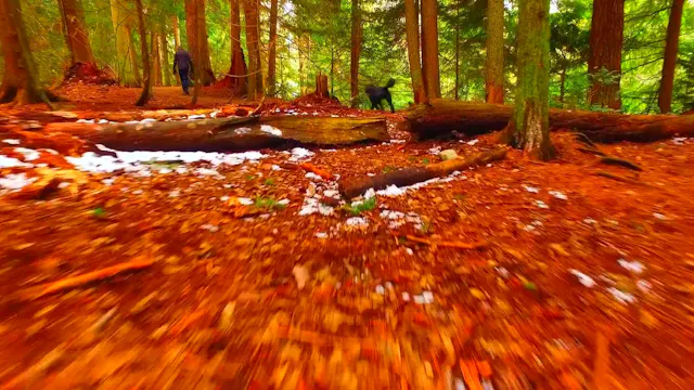 Walk Through a Forest of Red Leaves