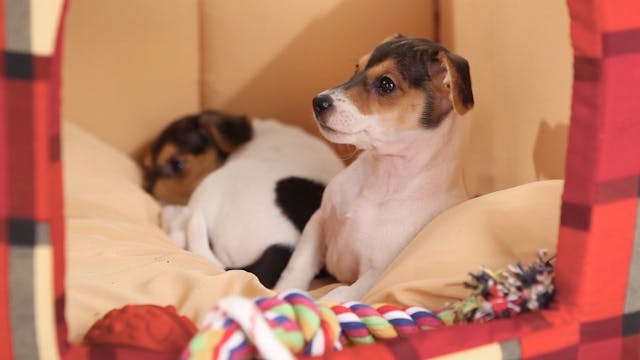 Puppy Play Group