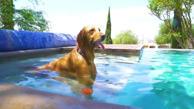 Pool Pup