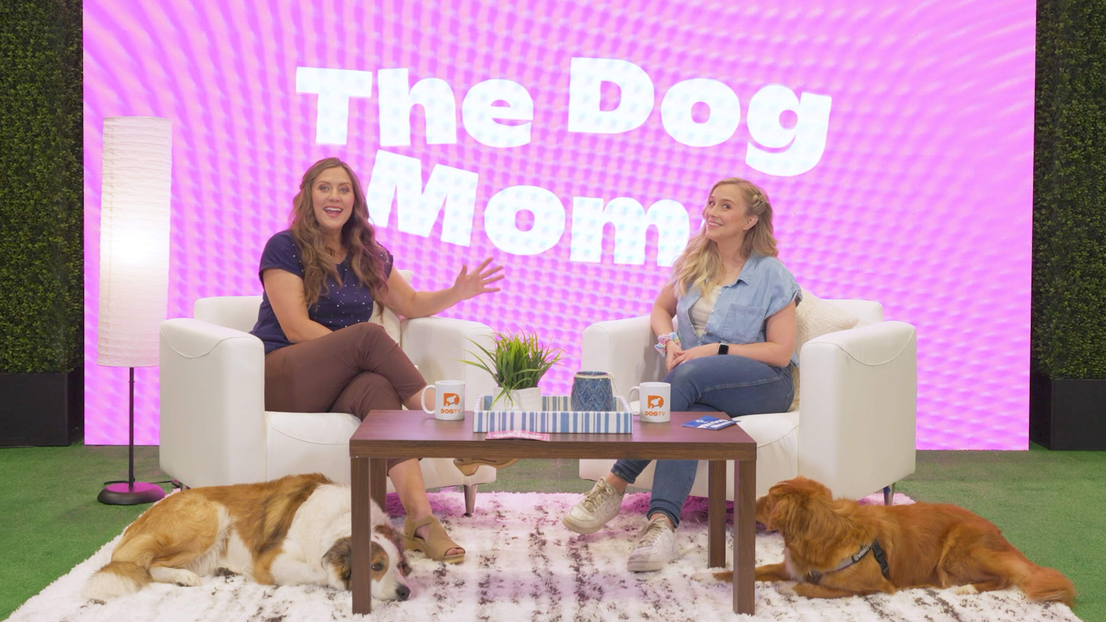 From Instadogs to Senior Stars