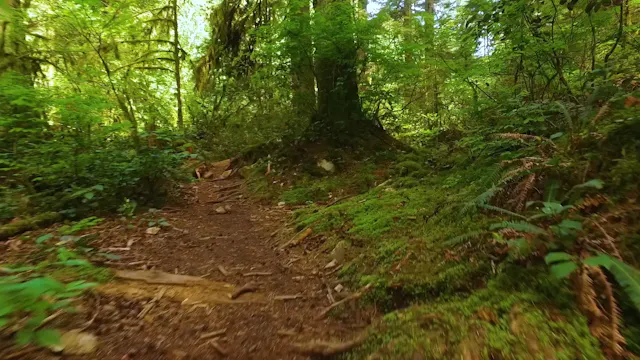 Along the Mossy Path
