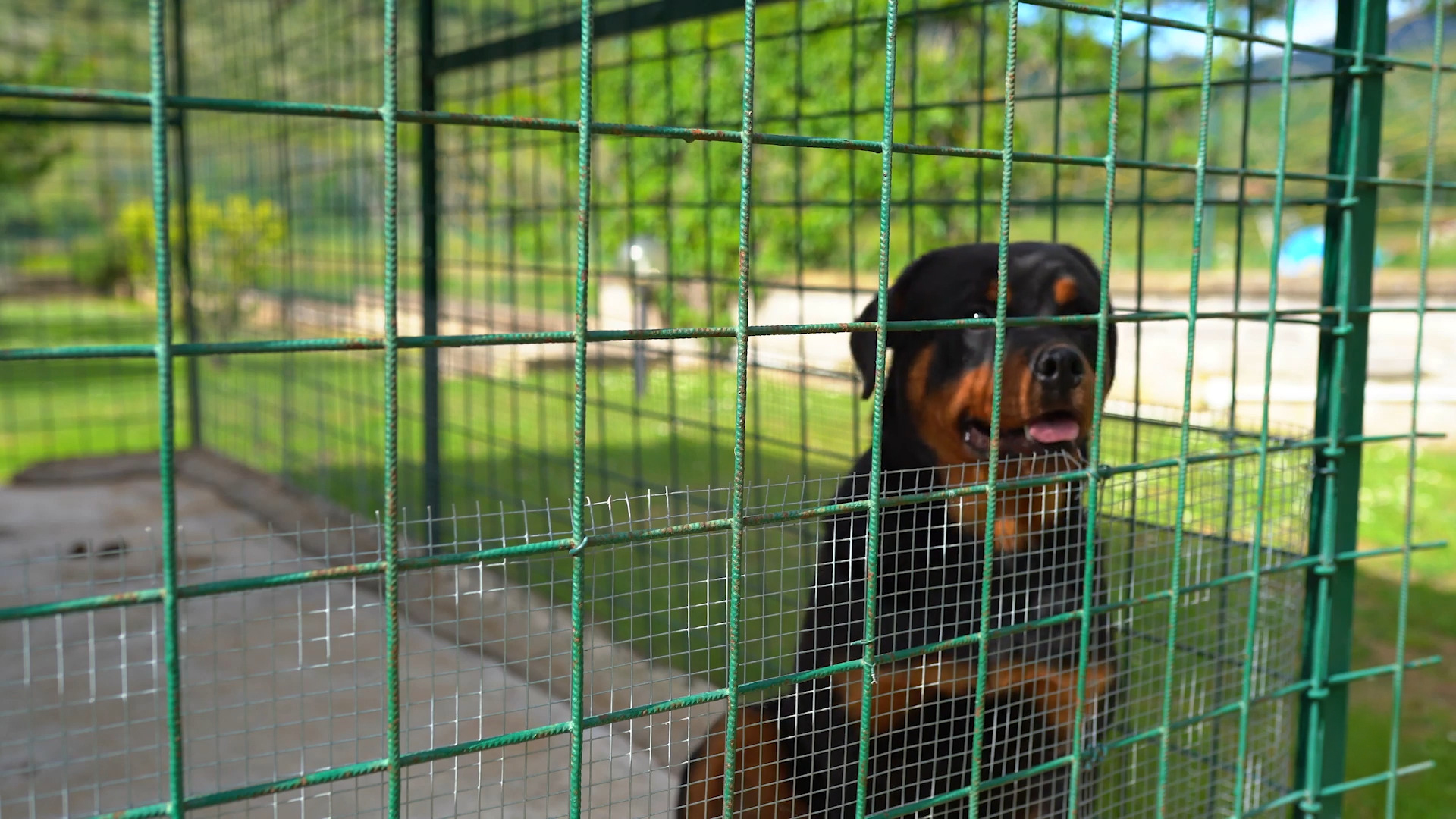 Puppy Proof Your Home