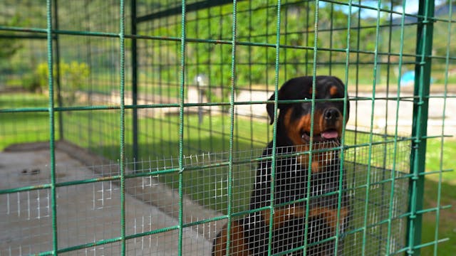 Puppy Proof Your Home