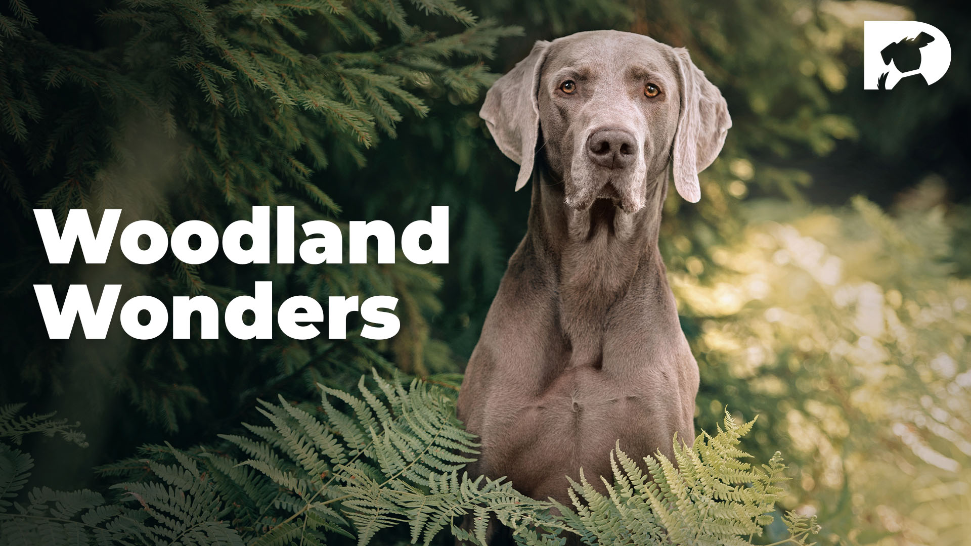 From the Vault: Woodland Wonders