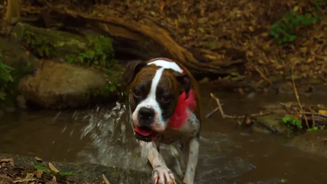 A Curious Creek Walk