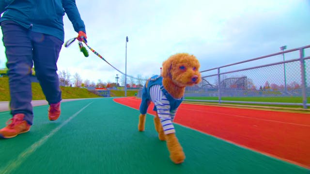 Colorful Walk