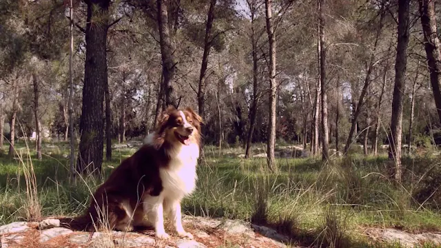 Two Friends in the Forest