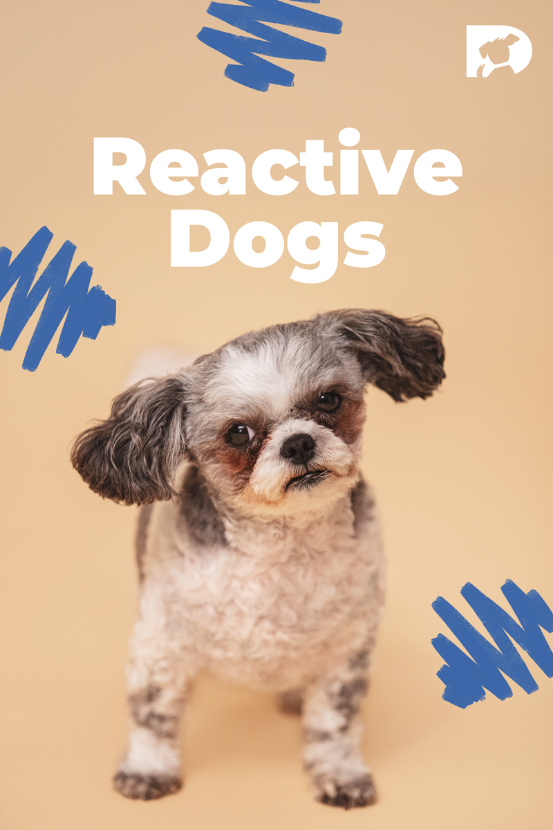 Reactive Dogs