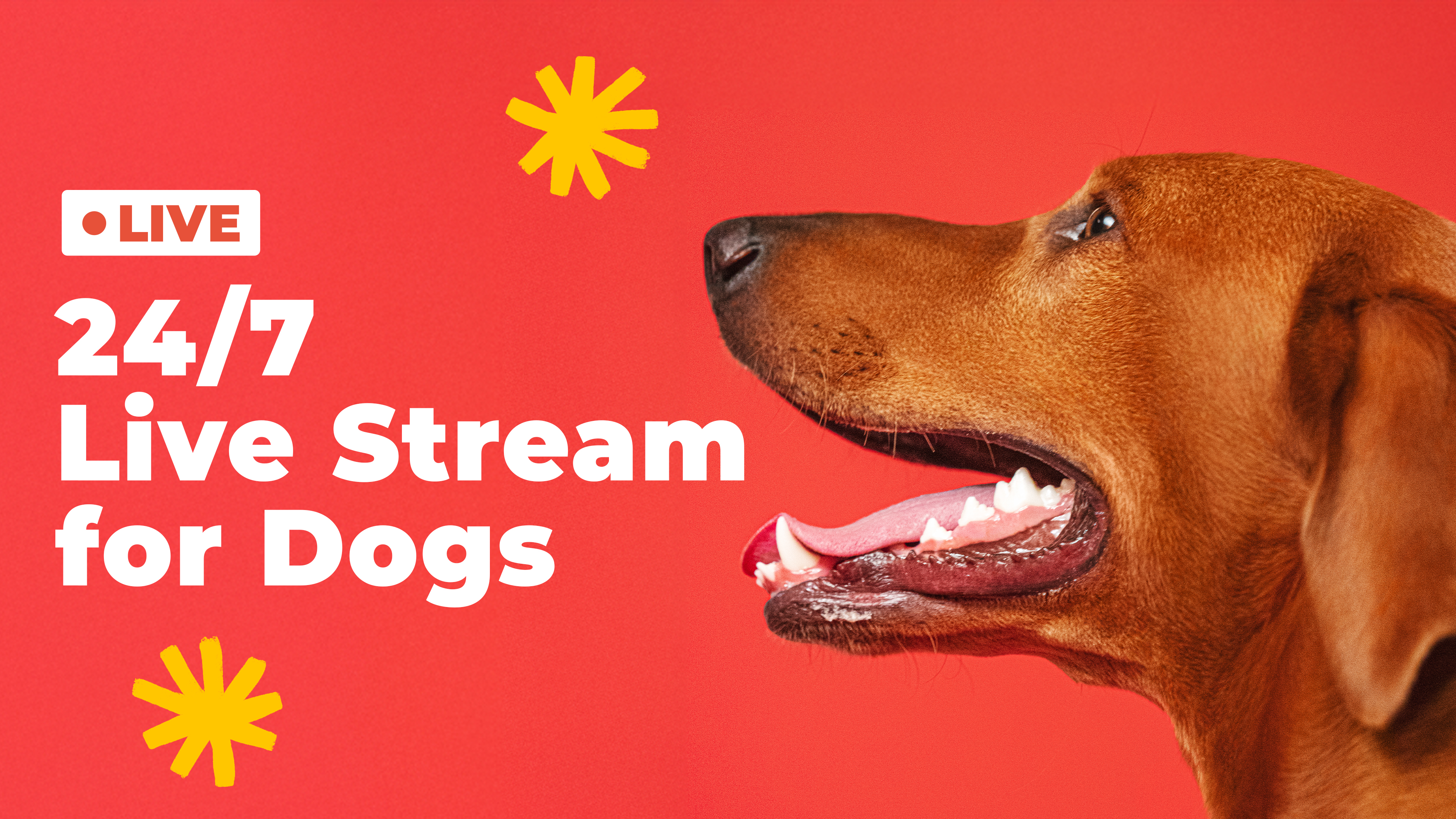 Live Stream for Dogs