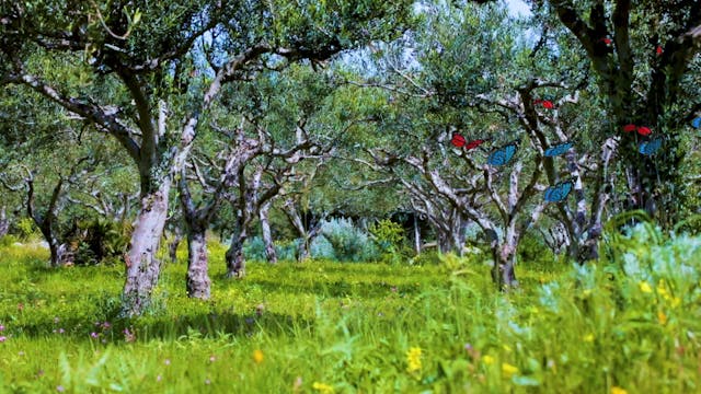 Mountain Meadow