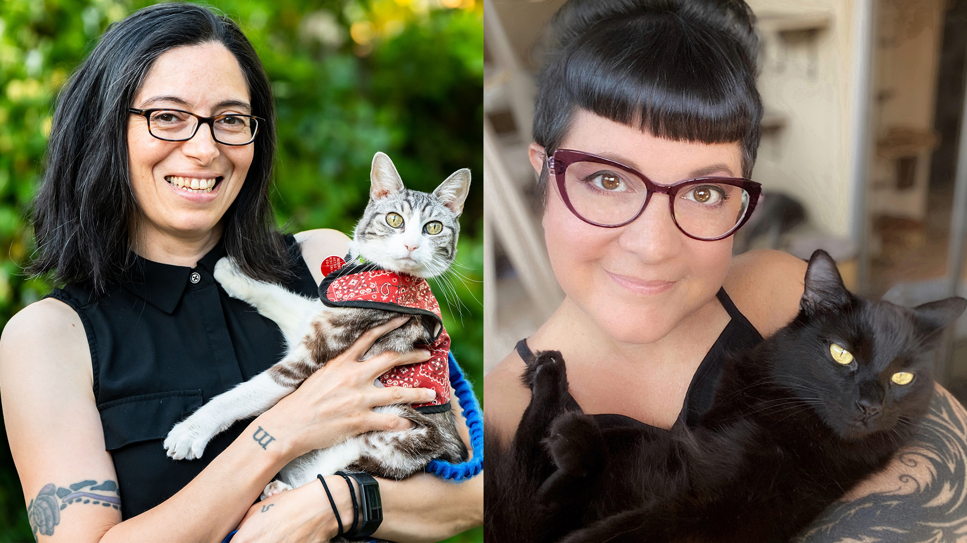 International Cat Day: Cat Behavior, Catification & Happier Cats