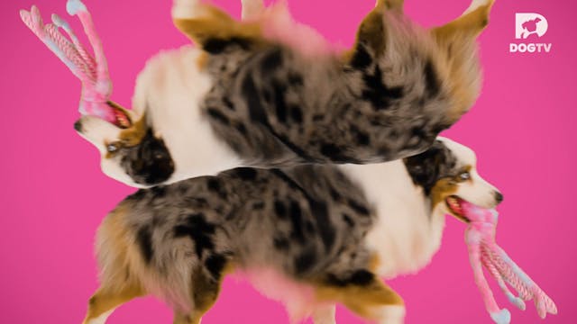 Playful Perspectives