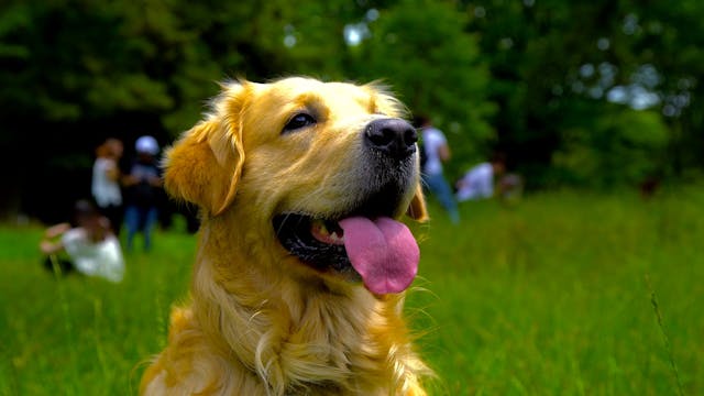 Golden Fun