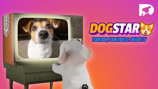 Dogstar - Your Dog on Dogtv