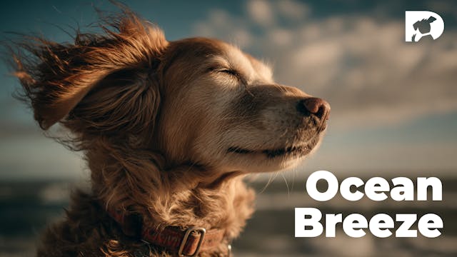 Ocean Breeze