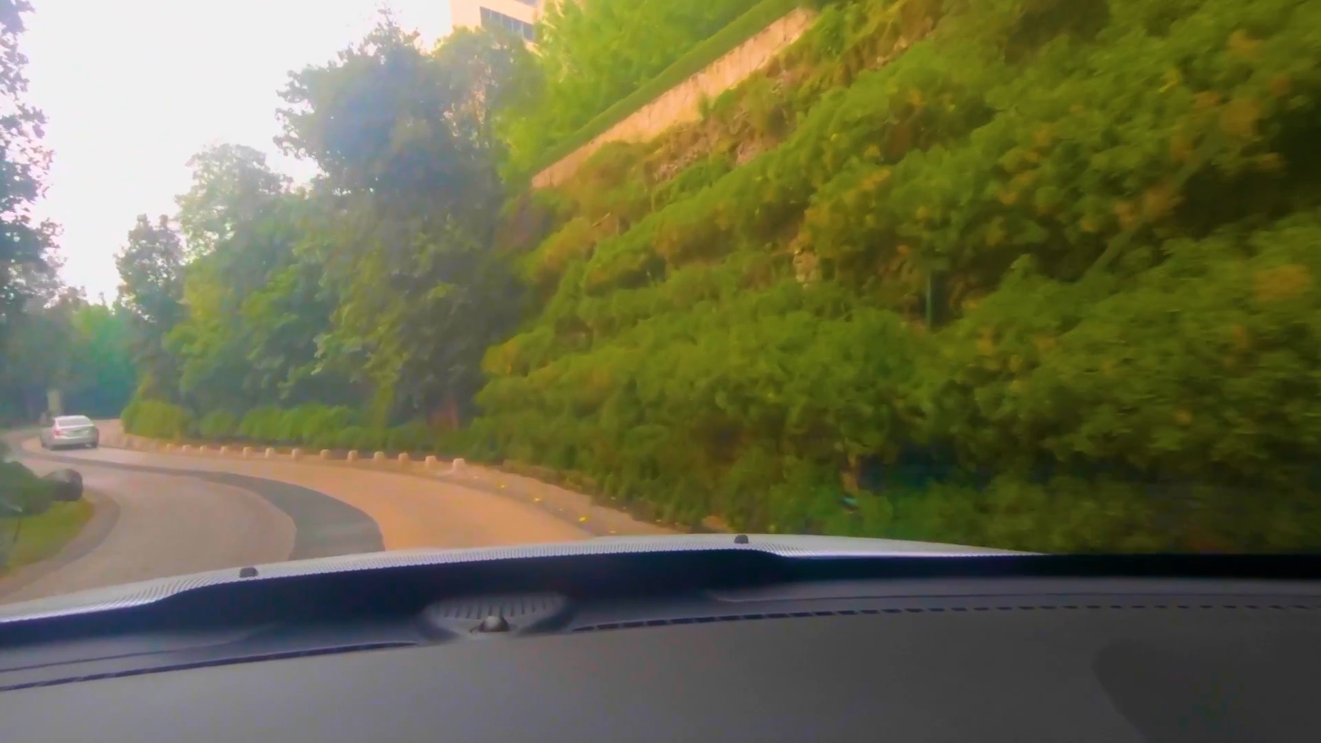 A Drive Through the Forest