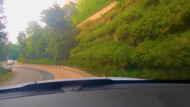 A Drive Through the Forest