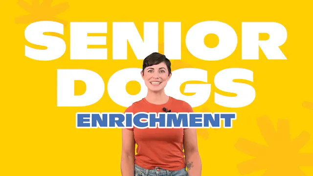 Enrichment for Senior Dogs