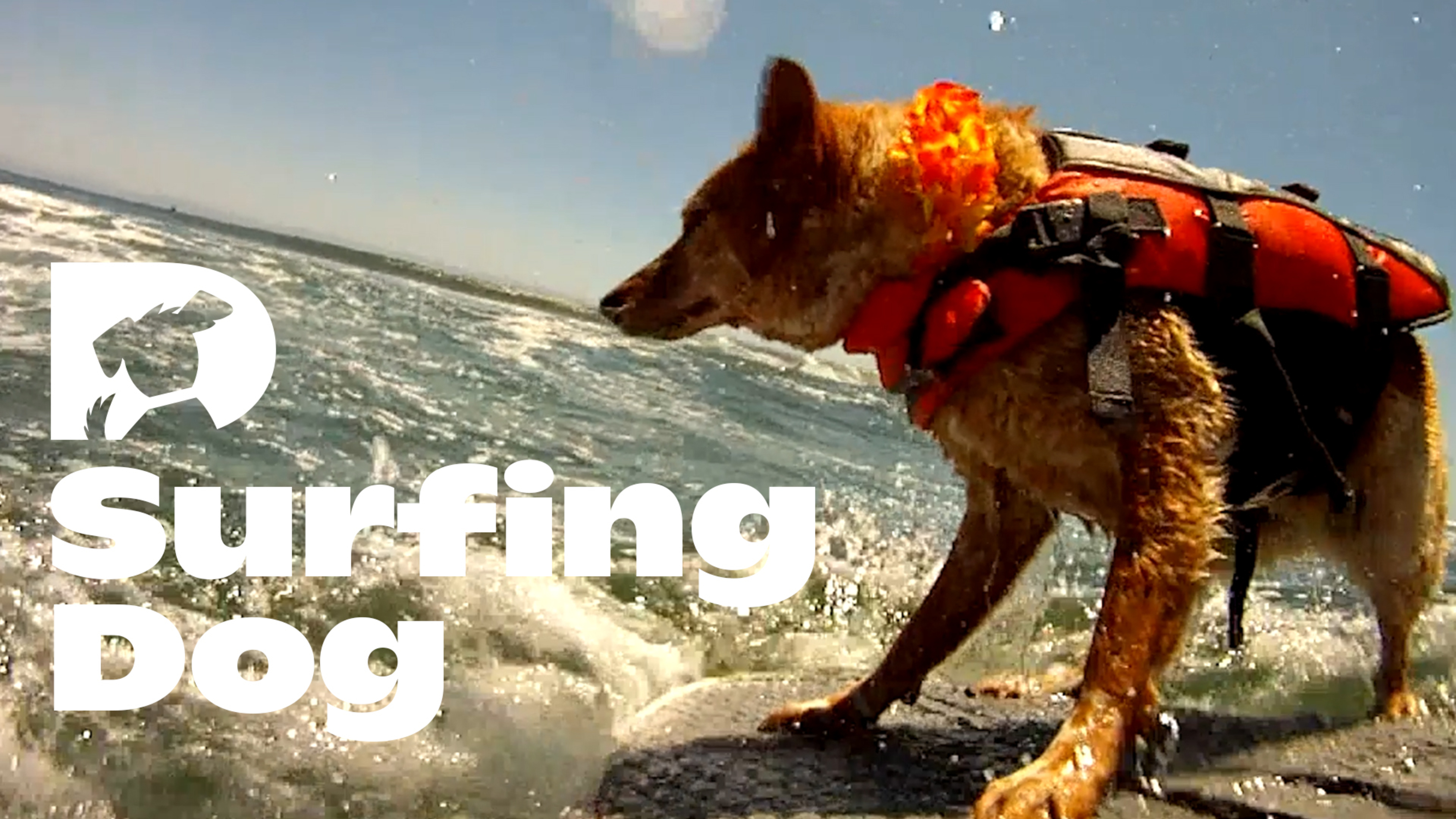 Stimulation: Surfing Dog