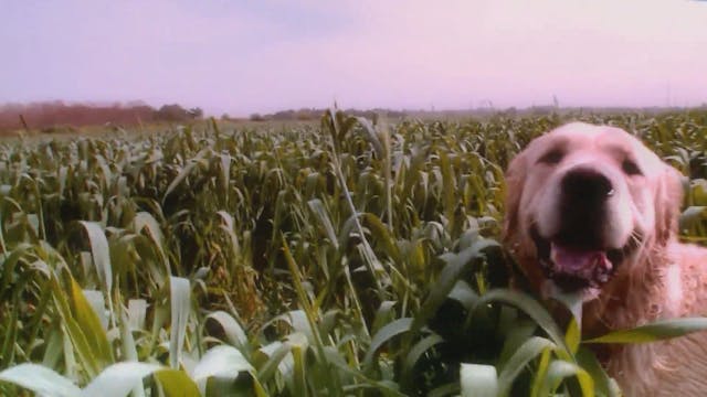 Cornfield Dash