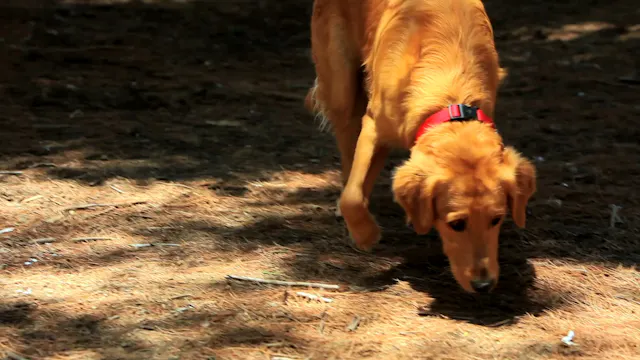 Sticks and Sniffs