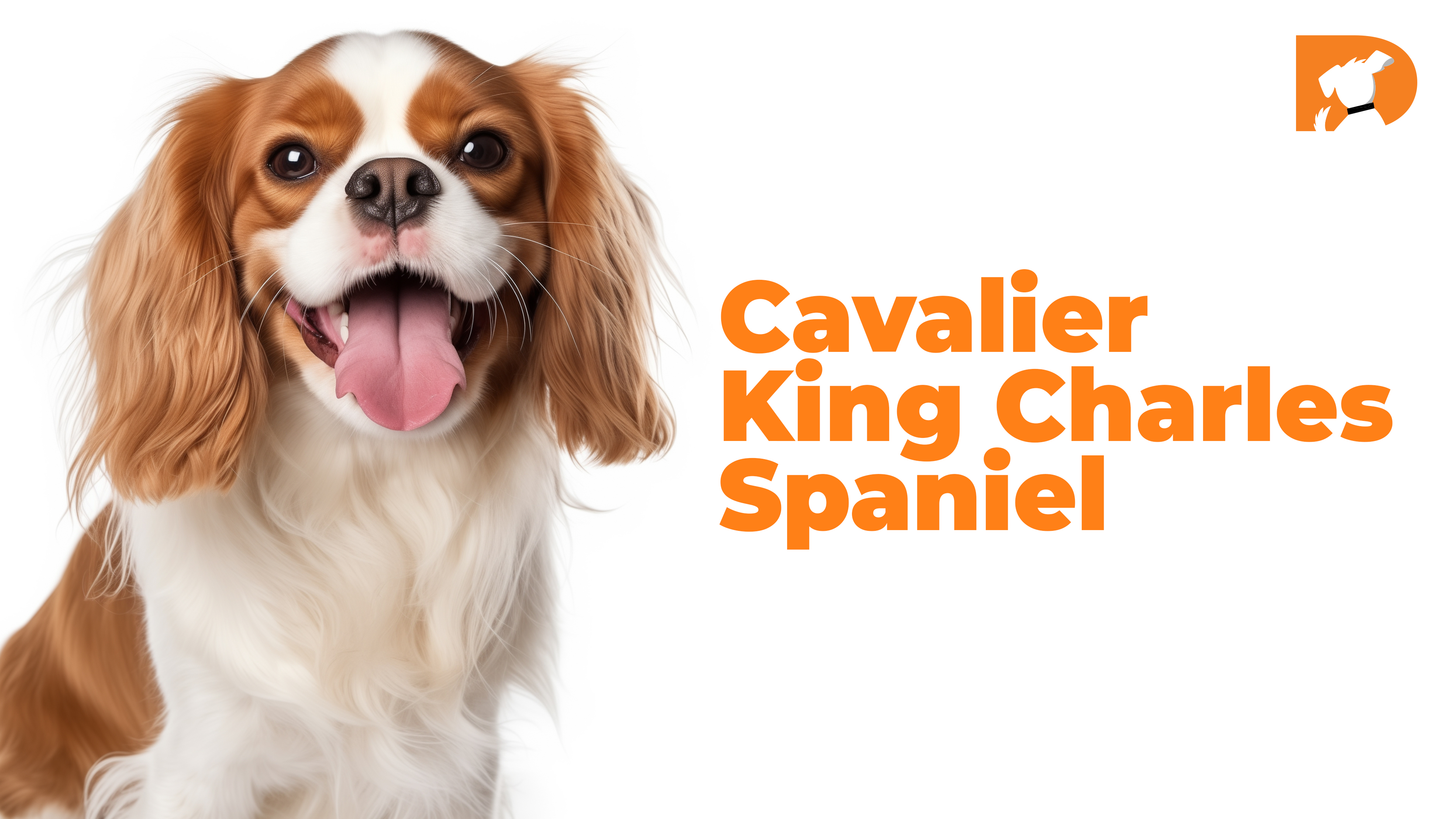 Cavalier King Charles Spaniel