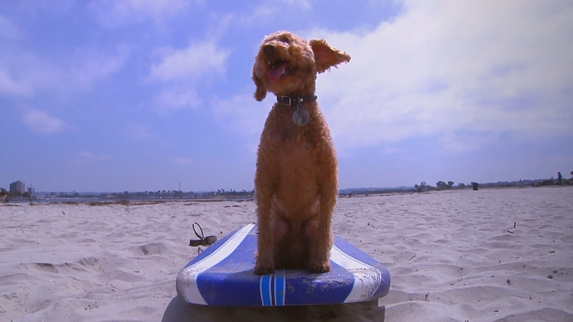 Surf Pup