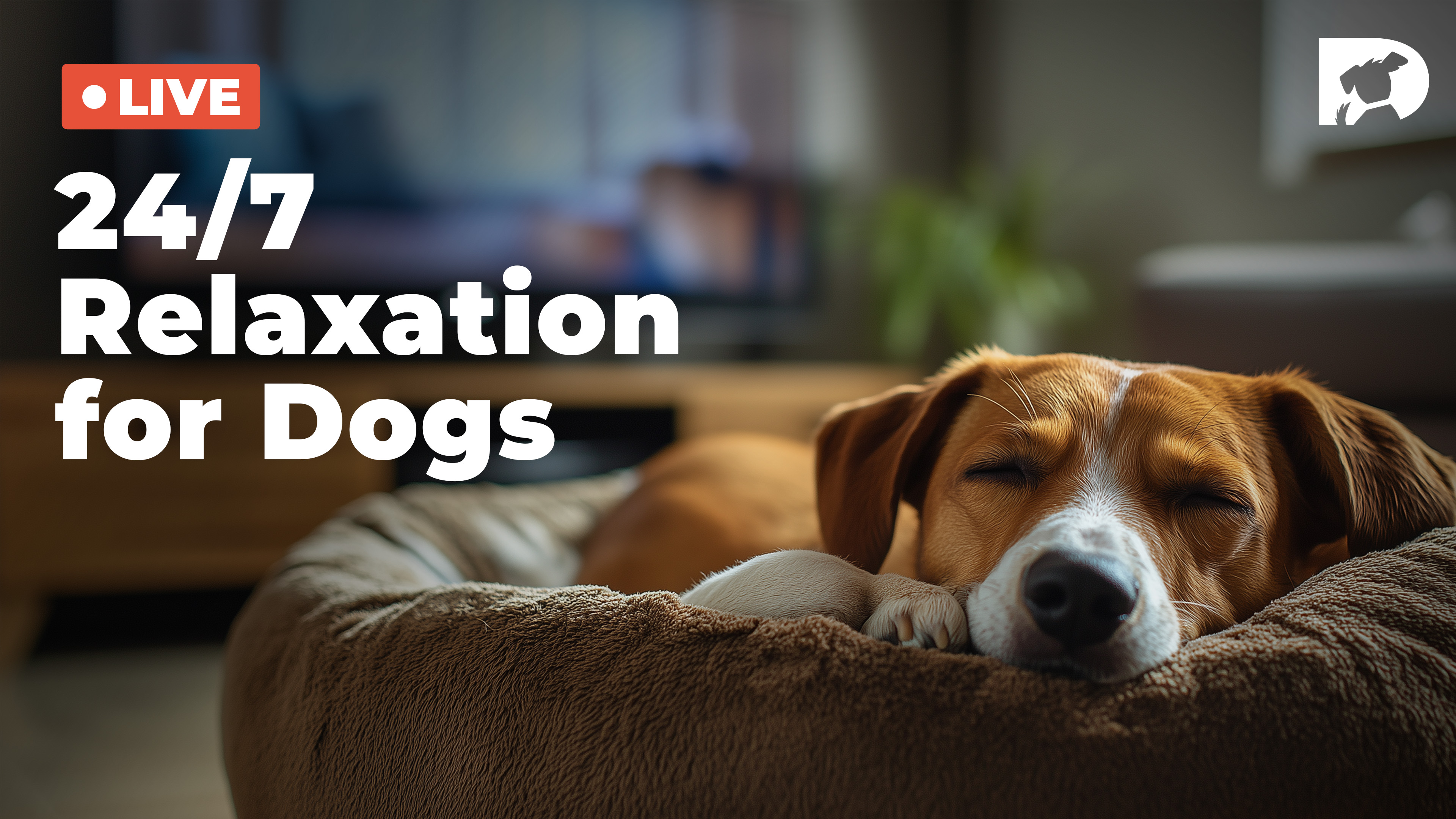LIVE 24/7 Relaxation for Dogs