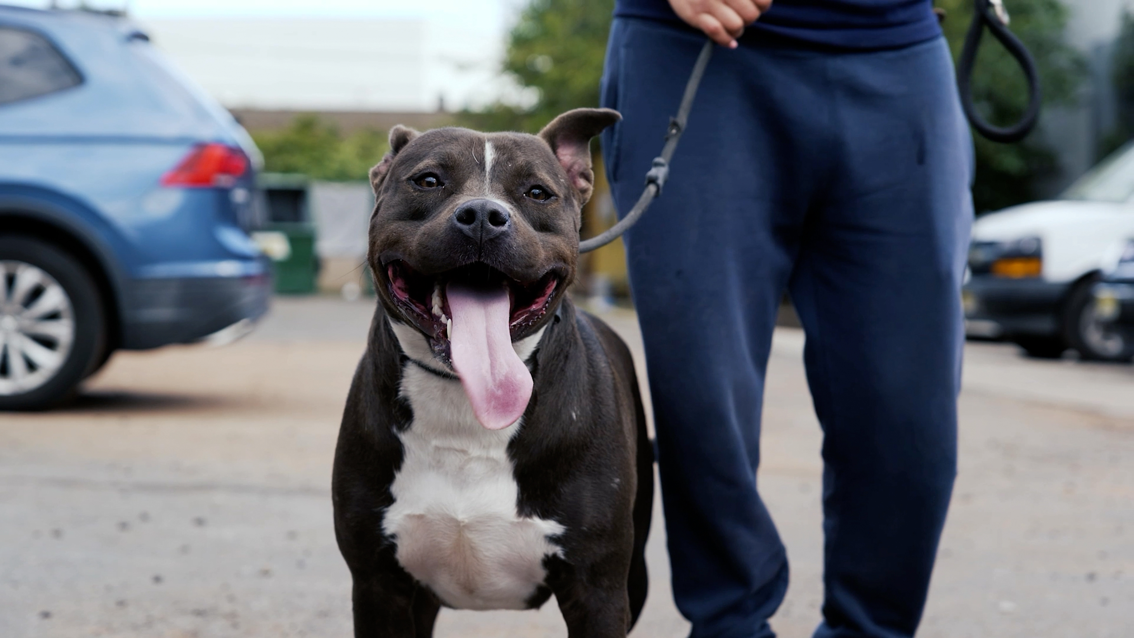 The Healing Power of Pets