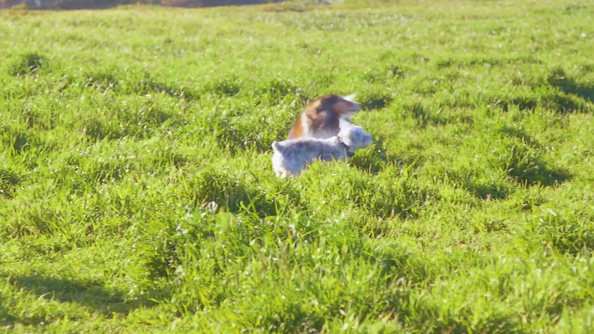 Meadow Playtime