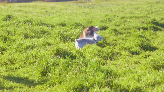 Meadow Playtime