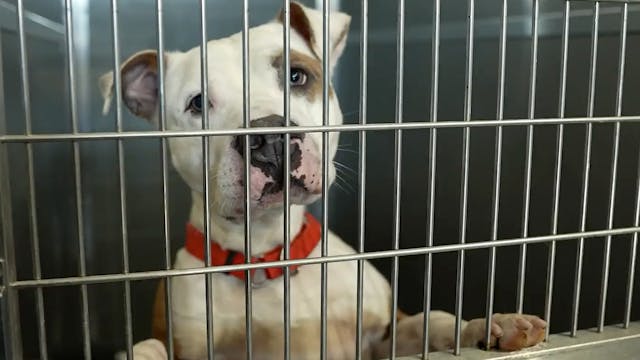 Pathways to Adoption