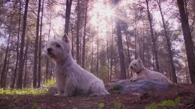 Pine Forest Companions