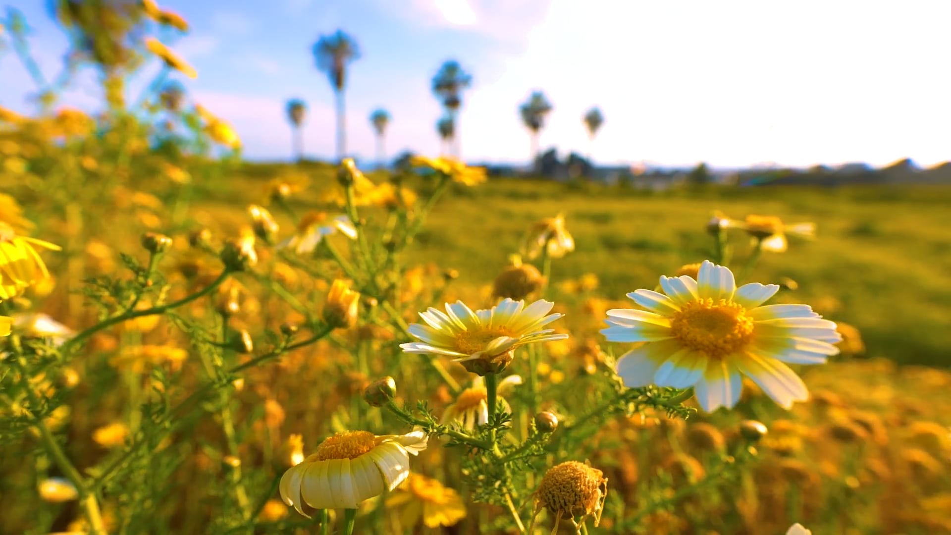 Wildflowers Along the Way