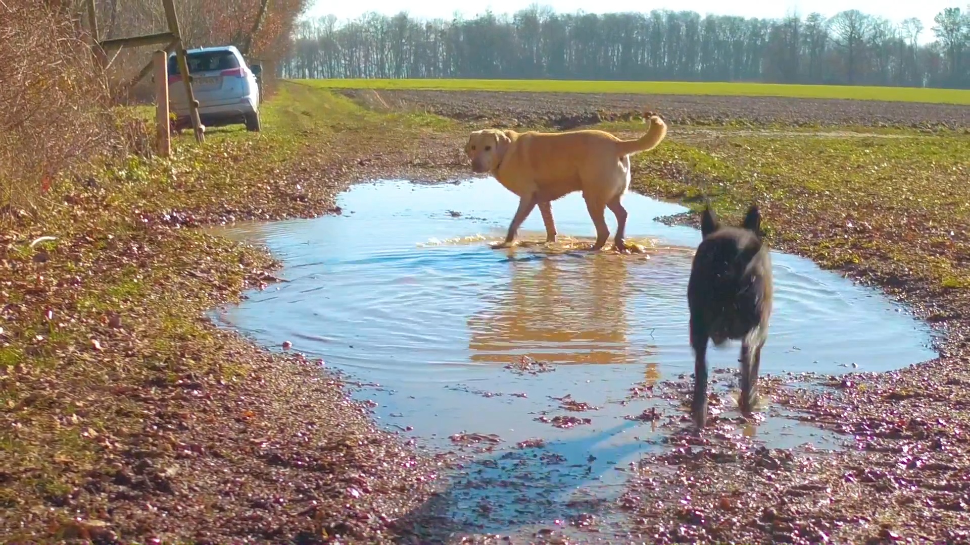 Puddles on the Trail