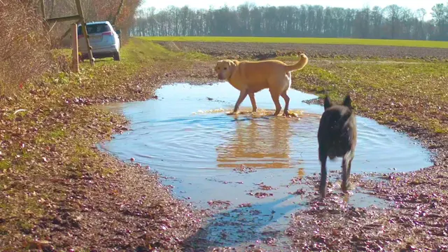 Puddles on the Trail