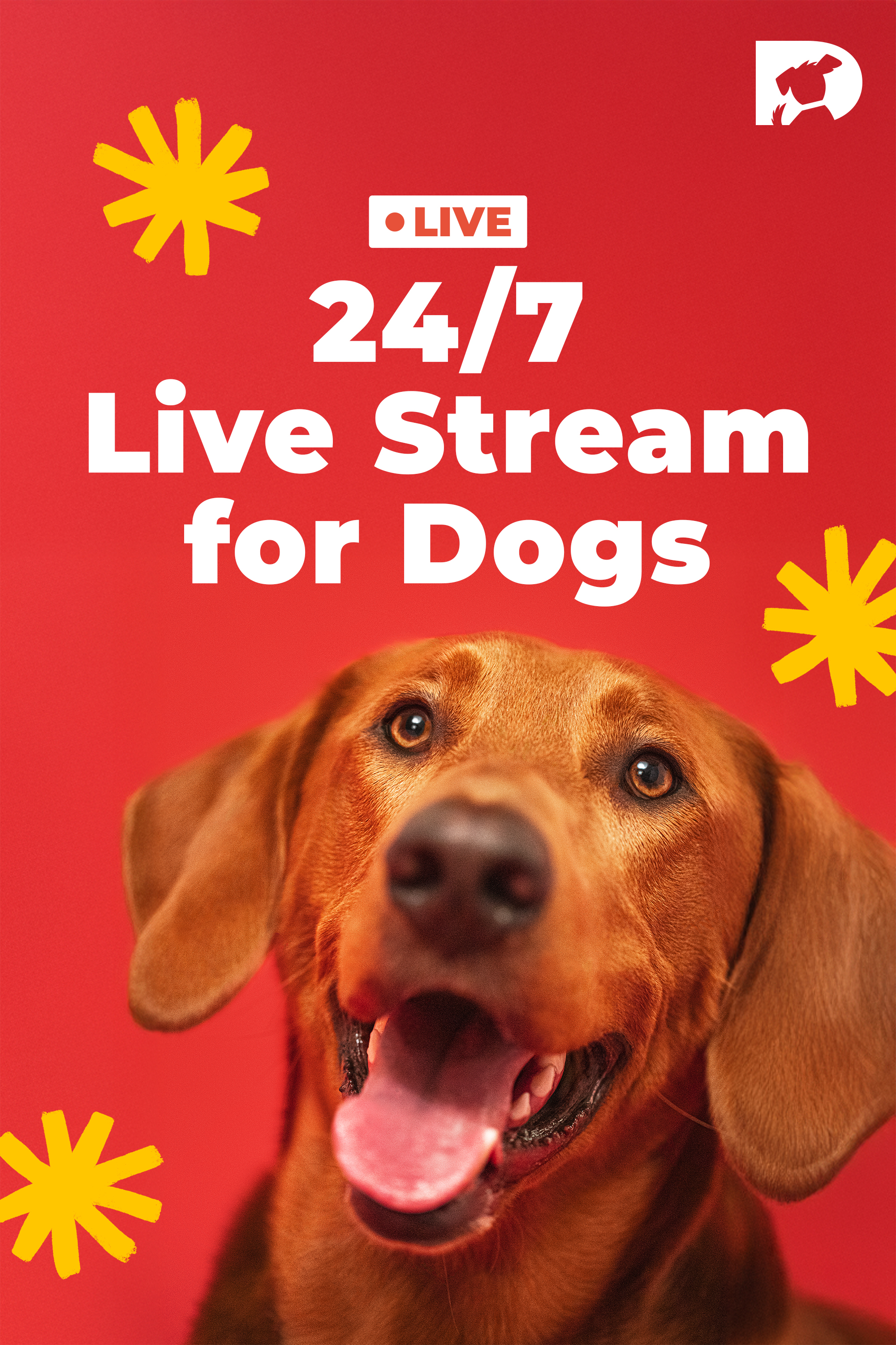 Live Stream for Dogs