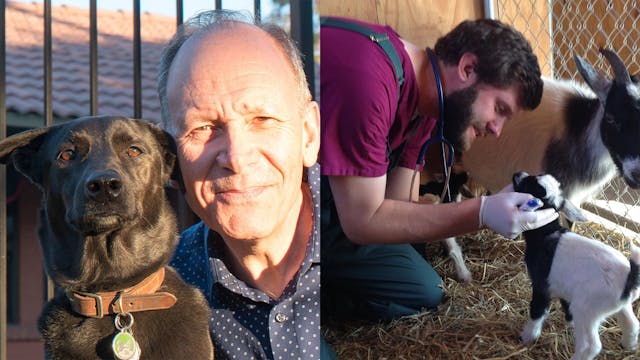 Backyard Chickens, Canine Science & R...