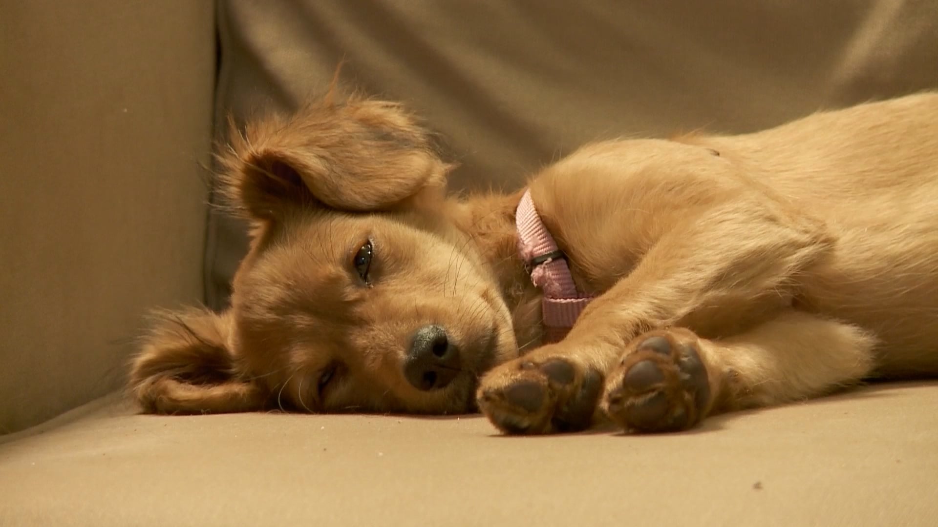 Golden Retriever in a Gentle Slumber
