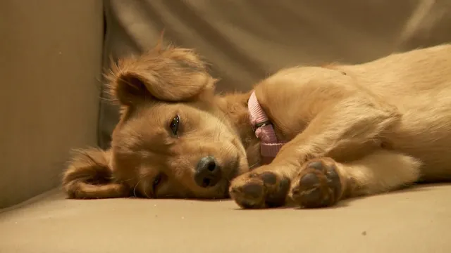 Golden Retriever in a Gentle Slumber