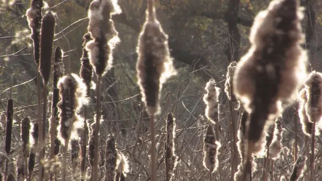 Autumn Cattail Field in Quiet Light