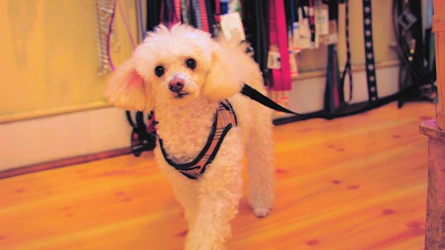 Pet Shop