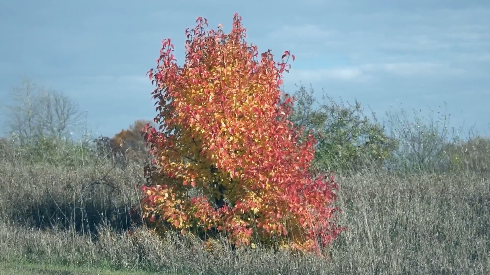 Calm Autumn Foliage in a Park