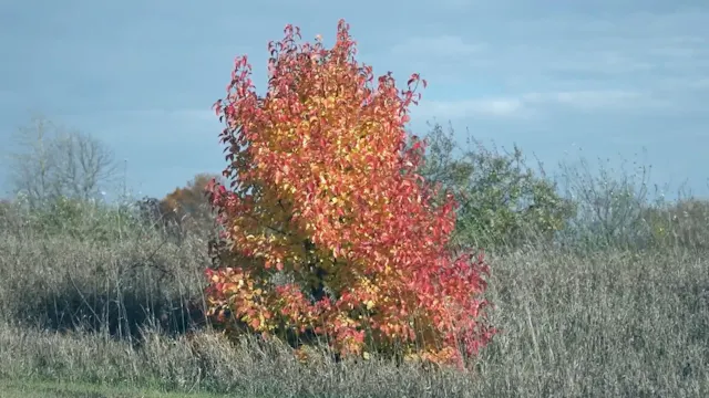 Calm Autumn Foliage in a Park