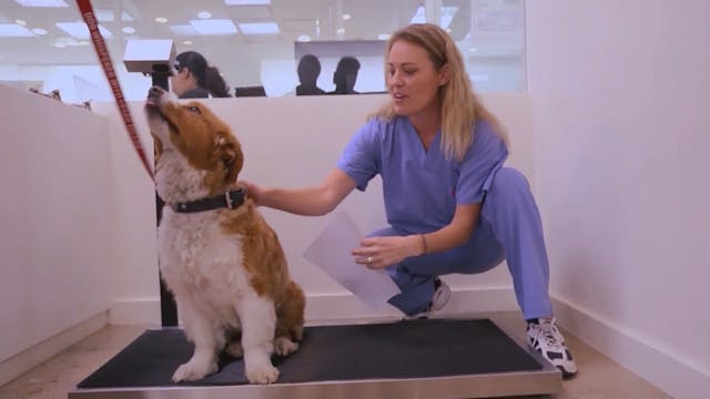 Fun and Fearless Vet Visits