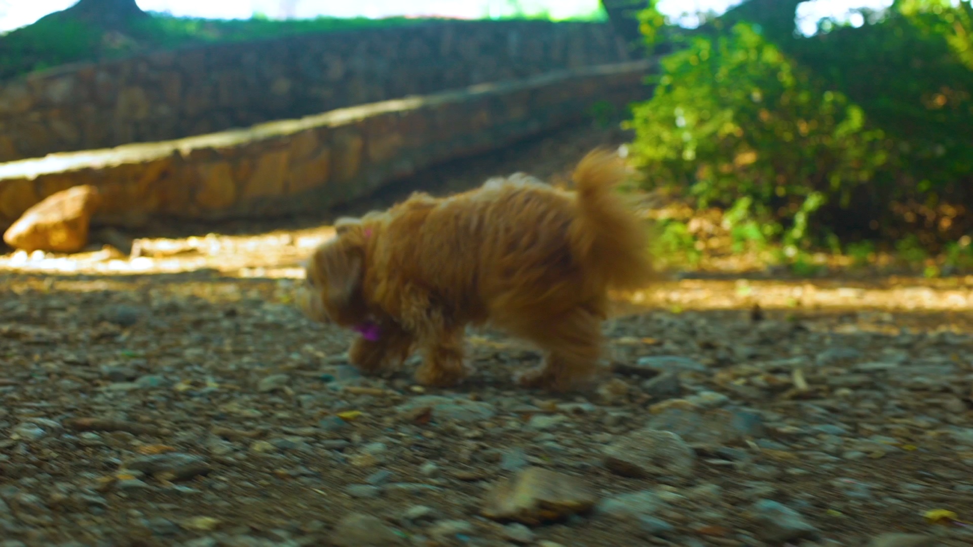 Little Paws on the Woodland Path