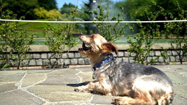 Fountain with Bingo