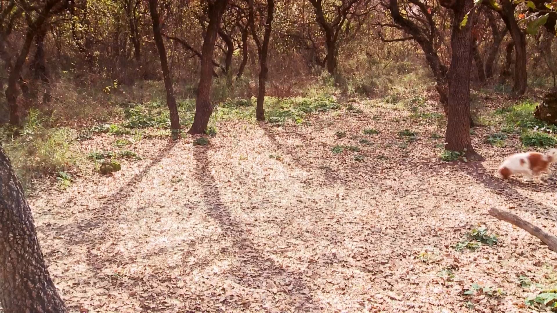 A Pack on the Forest Path